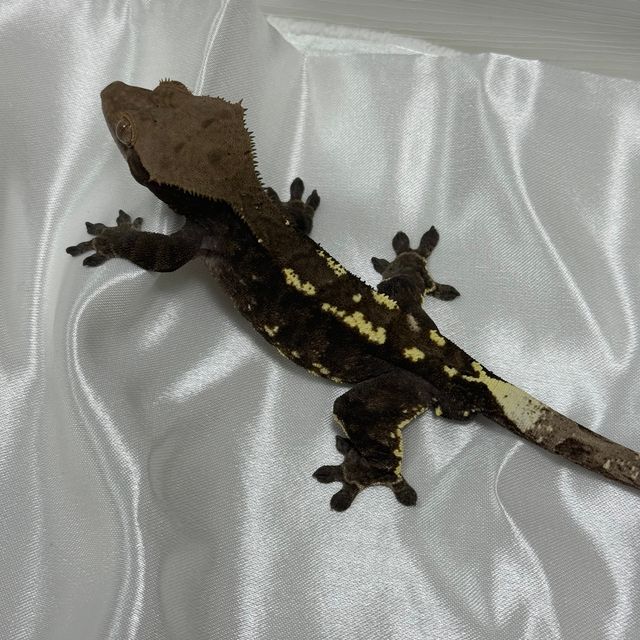 카푸치노