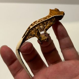 노멀 화이트스팟 화이트포트홀 화이트핀 트라이