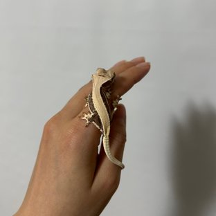 솔리드백 릴리화이트