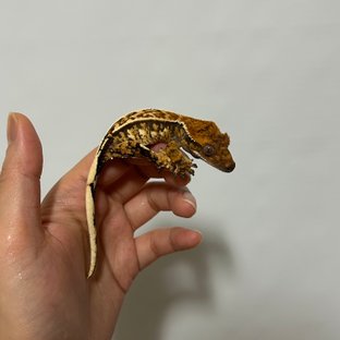 노멀 화이트스팟 화이트포트홀 화이트핀 트라이