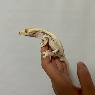 솔리드백 릴리화이트