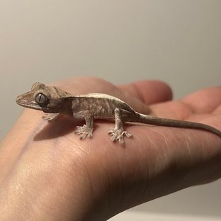 루왁 릴리 화이트