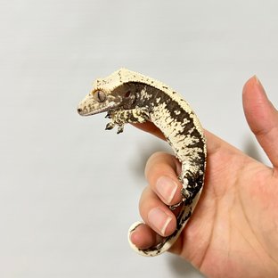 드리피 화이트스팟 노멀