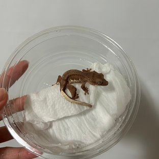 레드 팬텀 릴리화이트