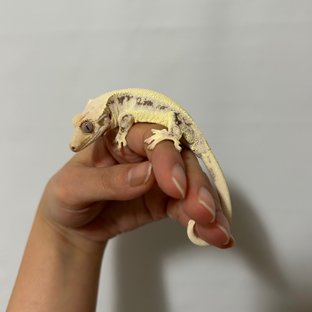 솔리드백 릴리화이트