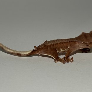 레드 팬텀 릴리화이트