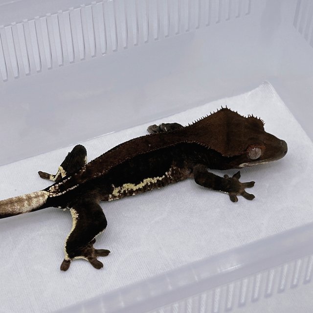 챠콜 팬텀 릴리화이트