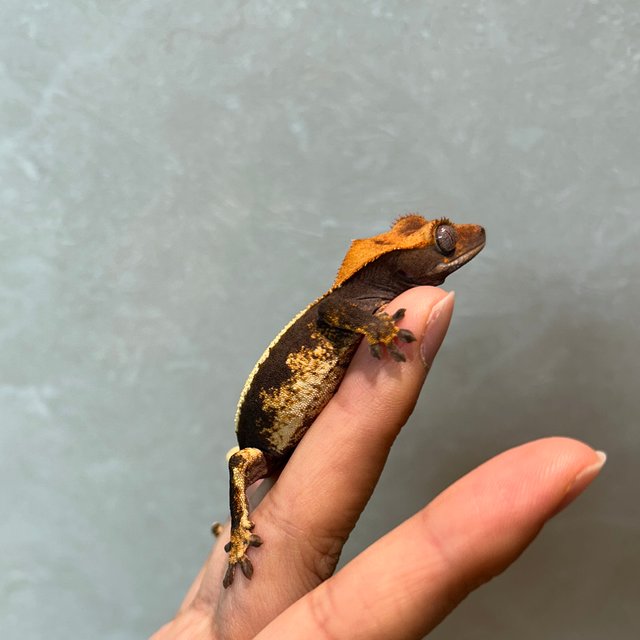 솔리드백 다크 블랙 할리퀸 챠콜