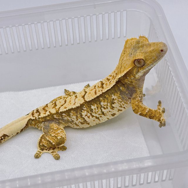 트라이 익스트림할리퀸