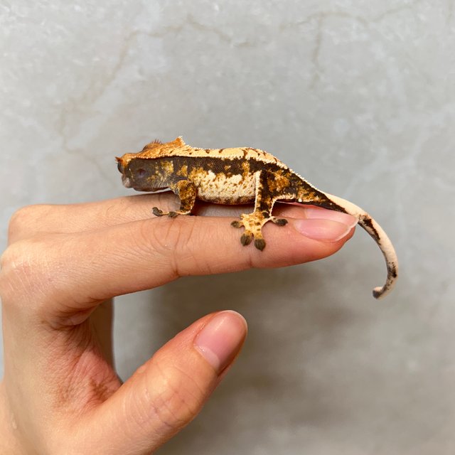 화이트핀 트라이 익스트림할리퀸