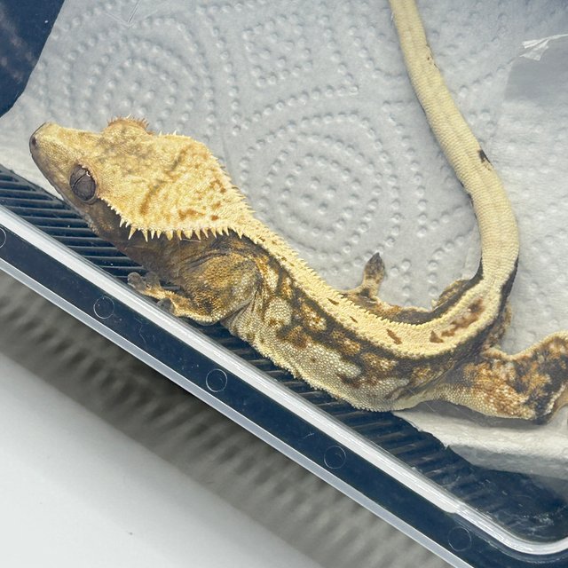 풀핀 노멀 쿼드