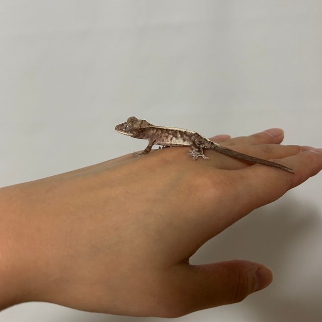 루왁 릴리 화이트