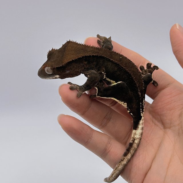 챠콜 팬텀 릴리화이트