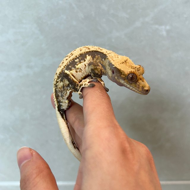 노멀 쿼드 풀핀