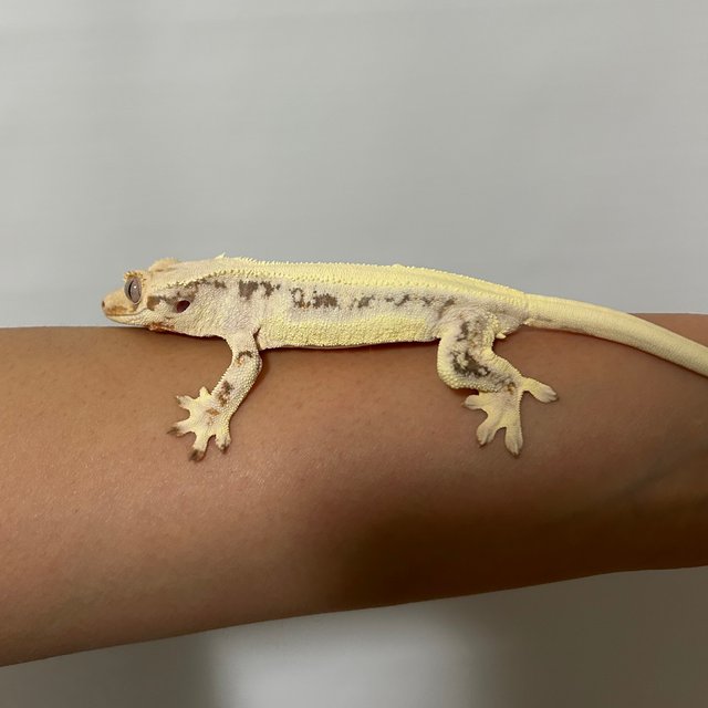 솔리드백 릴리화이트