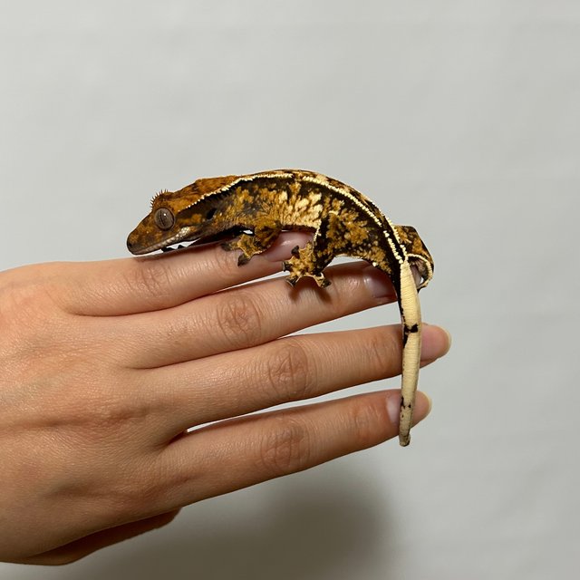 노멀 화이트스팟 화이트포트홀 화이트핀 트라이