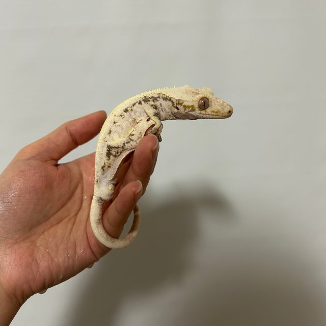 솔리드백 릴리화이트