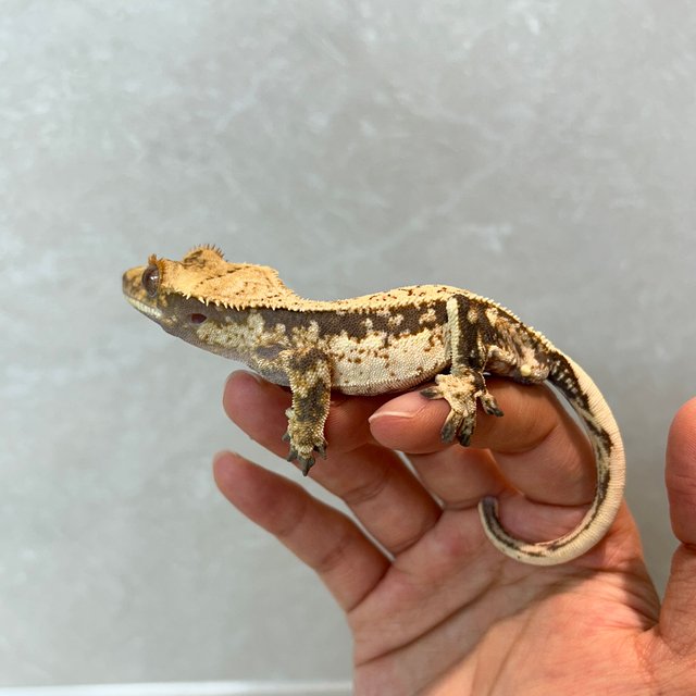 노멀 쿼드 풀핀