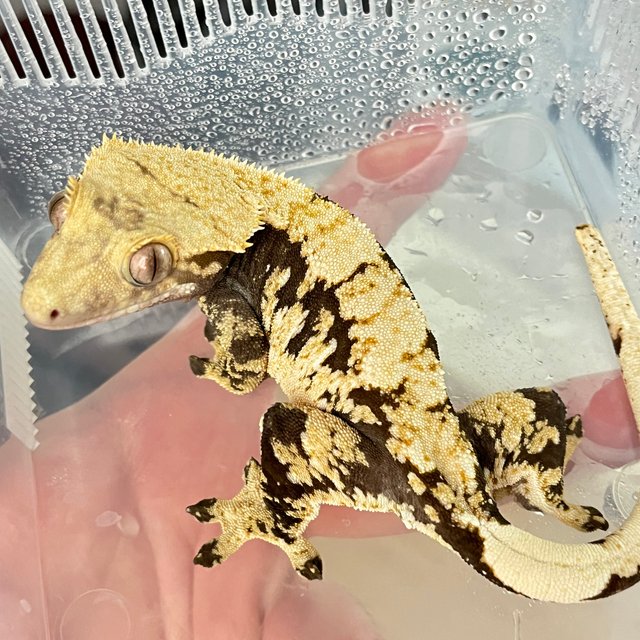 드리피 화이트스팟