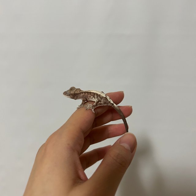 루왁 릴리 화이트