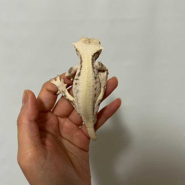 솔리드백 릴리화이트