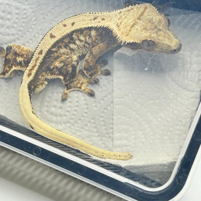 풀핀 노멀 쿼드