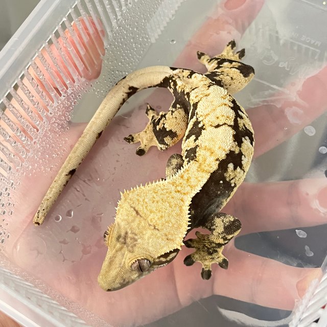 드리피 화이트스팟