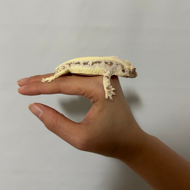 솔리드백 릴리화이트