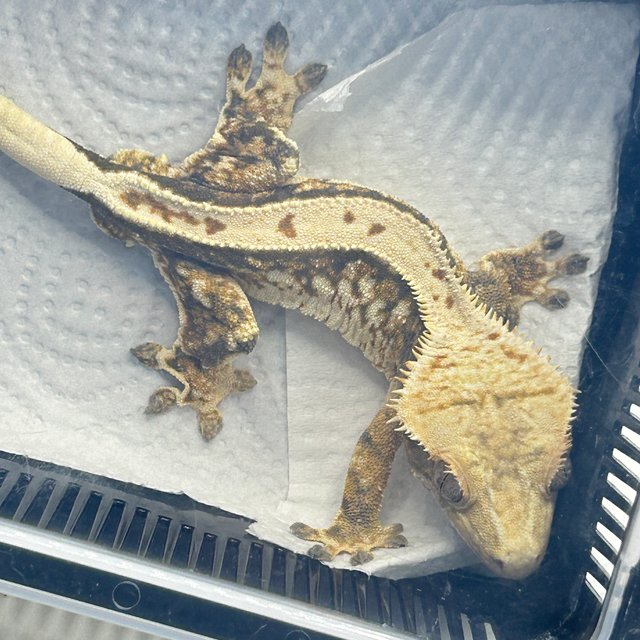 풀핀 노멀 쿼드