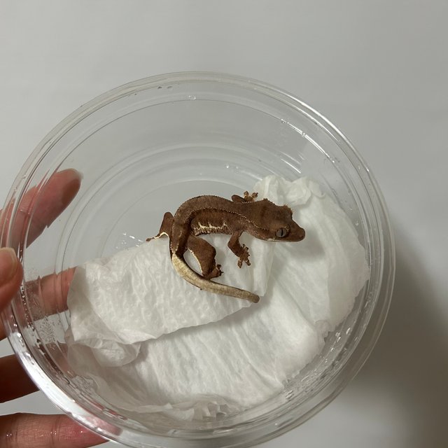 레드 팬텀 릴리화이트