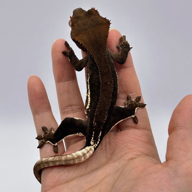 챠콜 팬텀 릴리화이트