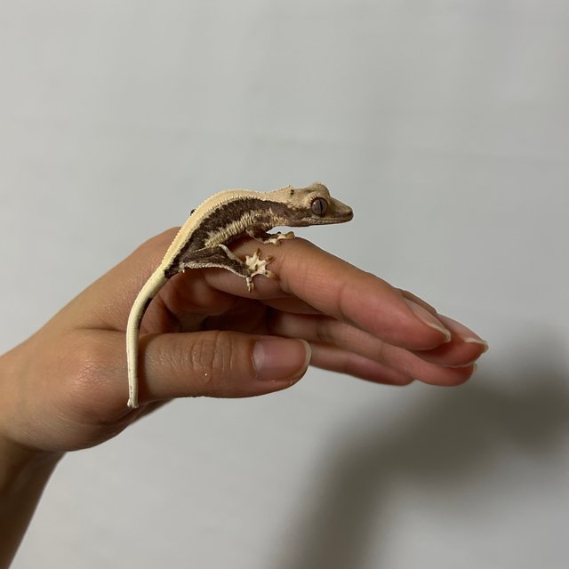 솔리드백 릴리화이트