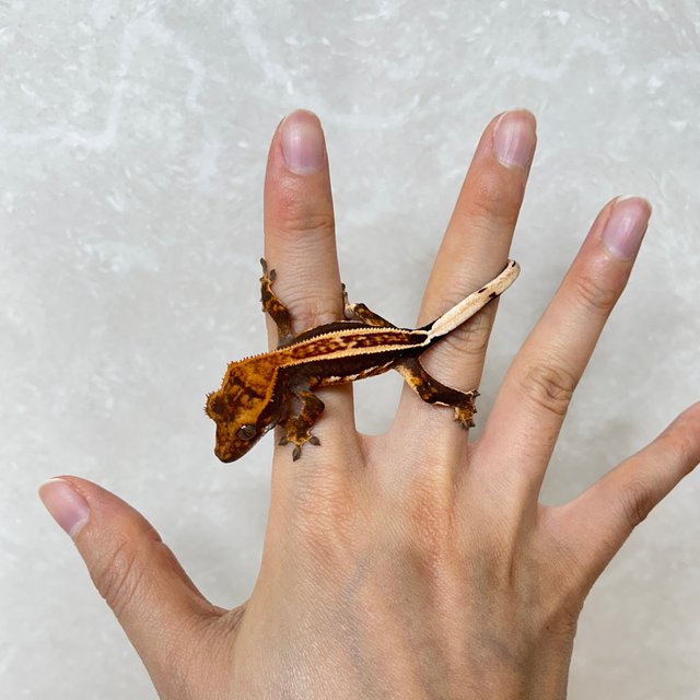 엠티백 쿼드 핀스트라이프 풀핀