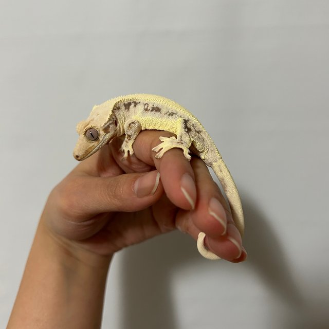 솔리드백 릴리화이트