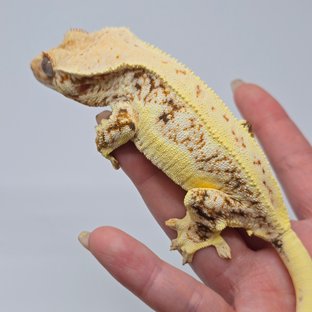 릴리화이트 쿼드