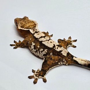 크림시클 텐저린 트라이 익스트림할리퀸