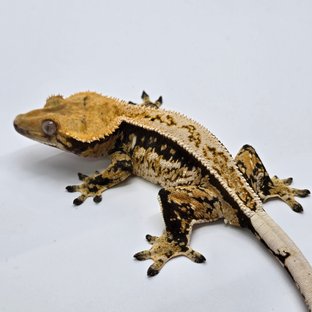 노멀 트라이 익스트림할리퀸 풀핀 화이트스팟 화이트포트홀