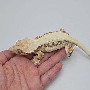 릴리화이트 솔리드백