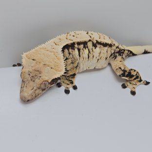 익스트림할리퀸 노멀 화이트스팟 화이트포트홀