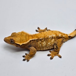 트라이 익스트림할리퀸 화이트스팟 텐저린