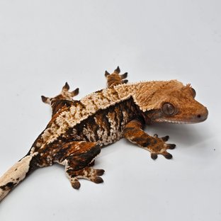 노멀 트라이 익스트림할리퀸 화이트스팟 화이트포트홀 텐저린