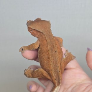 릴리100%헷아잔틱 팬텀