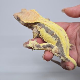 릴리100%헷아잔틱 프라푸치노