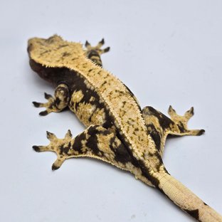 100%헷아잔틱 화이트포트홀 화이트스팟