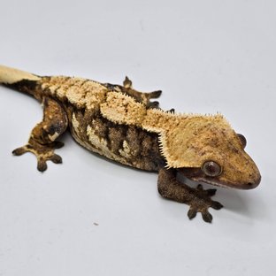 트라이 익스트림할리퀸