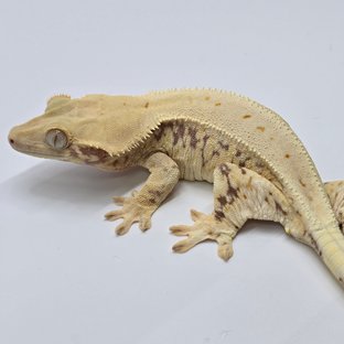 릴리화이트 레드