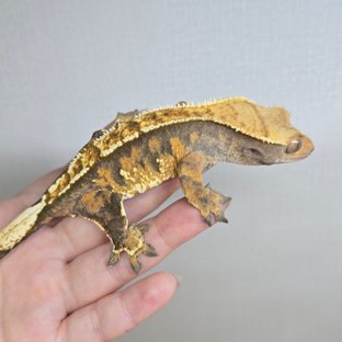 익스트림할리퀸 트라이 텐저린 노멀