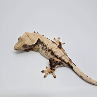 노멀 트라이 익스트림할리퀸