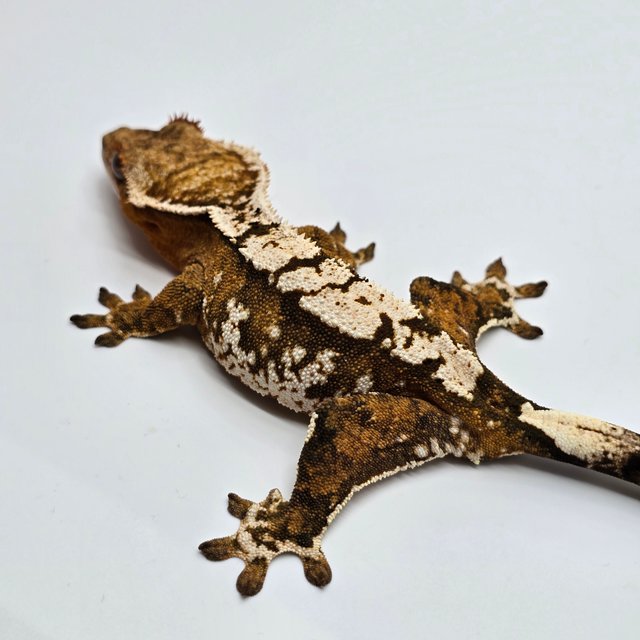 크림시클 텐저린 트라이 익스트림할리퀸