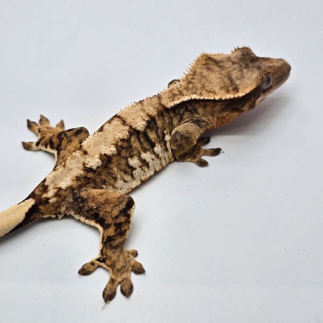 노멀 트라이 익스트림할리퀸